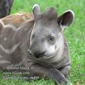 Tapirus_terrestris_e6499