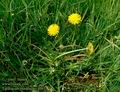 Taraxacum_nordstedtii_4983