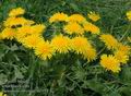 Taraxacum_officinale_aa7474