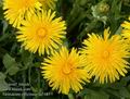 Taraxacum_officinale_aa7485