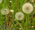 Taraxacum_officinale_da4288