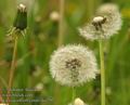 Taraxacum_officinale_da4291