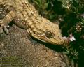 Tarentola_mauritanica_4179