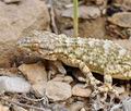 Tarentola_mauretanica_bg4807