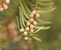 Taxus_baccata_aa4915