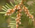 Taxus_baccata_aa4922