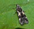 Teleiodes_luculella_ch7445s
