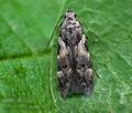 Teleiodes_luculella_ct0493s