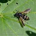 Temnostoma_bombylans_bc5931