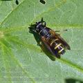 Temnostoma_bombylans_bc5932