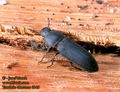 Tenebrio_obscurus_6145