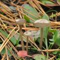 Tephrocybe_cessans_bm7159