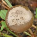 Tephrocybe_cessans_bm7173