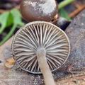 Tephrocybe_cessans_bm7180