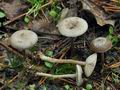 Tephrocybe_cessans_bp3543