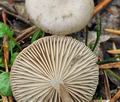 Tephrocybe_cessans_bp3548