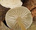 Tephrocybe_mephitica_bs9131