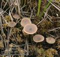 Tephrocybe_palustris_aa9486