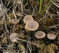 Tephrocybe_palustris_aa9493