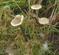 Tephrocybe_palustris_ac7294