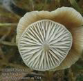 Tephrocybe_palustris_ac7304