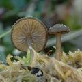 Tephrocybe_palustris_ak3538