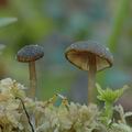 Tephrocybe_palustris_ak3543