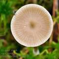 Tephrocybe_palustris_bi0943