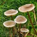 Tephrocybe_palustris_bi0950