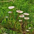 Tephrocybe_palustris_bi0960