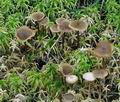 Tephrocybe_palustris_bs5592