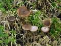 Tephrocybe_palustris_bs5597