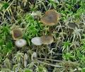 Tephrocybe_palustris_bs5600