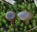 Tephrocybe_tylicolor_bm6982