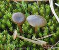 Tephrocybe_tylicolor_bm6988