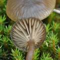 Tephrocybe_tylicolor_bm6990
