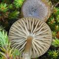 Tephrocybe_tylicolor_bm6998