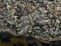 Tephronia_codetaria_jh5820