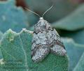 Tephronia_lhommaria_bg4299