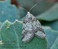 Tephronia_lhommaria_bg4299