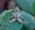 Tephronia_lhommaria_bg4305