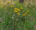 Tephroseris_crispa_bt6568