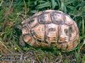 Testudo_graeca_6267