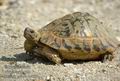 Testudo_graeca_dc8804