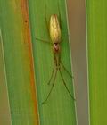 Tetragnatha_extensa_bd6476