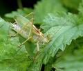 Tettigonia_cantans_ac6106