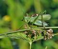 Tettigonia_cantans_bd3294