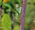 Tettigonia_cantans_bd3325