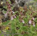 Teucrium_chamaedrys_ab3035