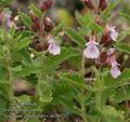 Teucrium_chamaedrys_ab3042